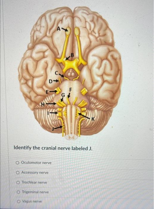 D Identify The Cranial Nerve Labeled J O Oculomotor Nerve O Accessory Nerve O Trochlear Nerve Rigeminal Nerve O Vagus N 1