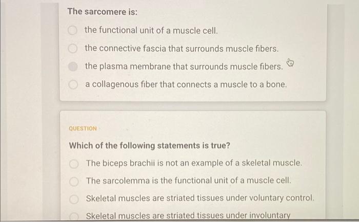 The Sarcomere Is The Functional Unit Of A Muscle Cell The Connective Fascia That Surrounds Muscle Fibers The Plasma M 1