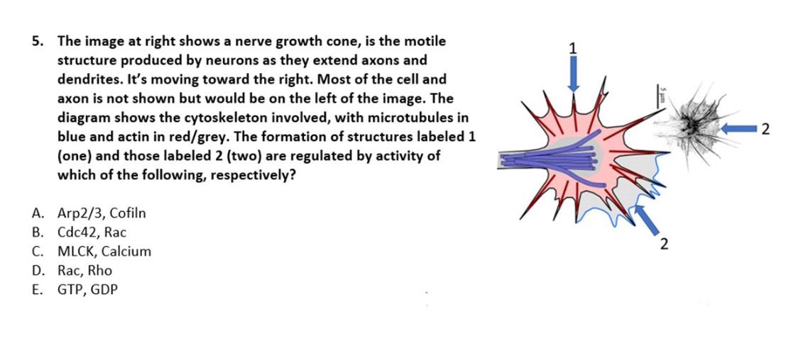 5 The Image At Right Shows A Nerve Growth Cone Is The Motile Structure Produced By Neurons As They Extend Axons And De 1