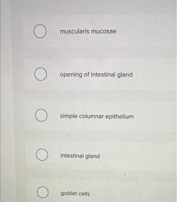 Which Structure Is Highlighted Victor Eroschenko O O O O Muscularis Mucosae Opening Of Intestinal Gland Simple Column 2