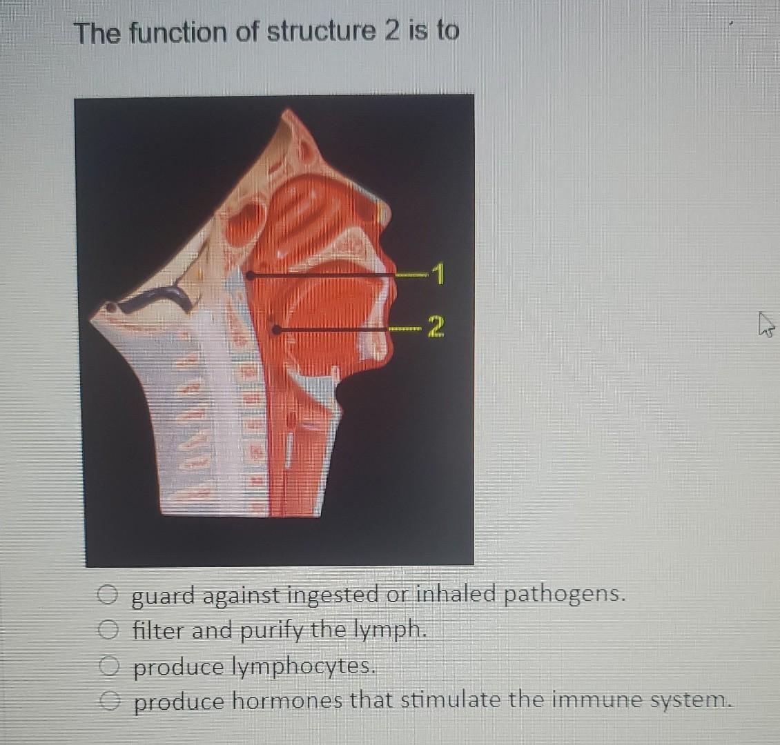 The Function Of Structure 2 Is To 2 Guard Against Ingested Or Inhaled Pathogens Filter And Purify The Lymph O Produce 1