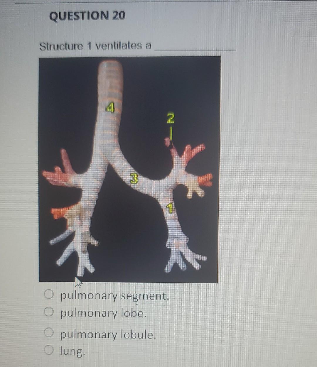 Question 20 Structure 1 Ventilates A 4 O Lung 3 2 1 O Pulmonary Segment O Pulmonary Lobe Pulmonary Lobule Question 1