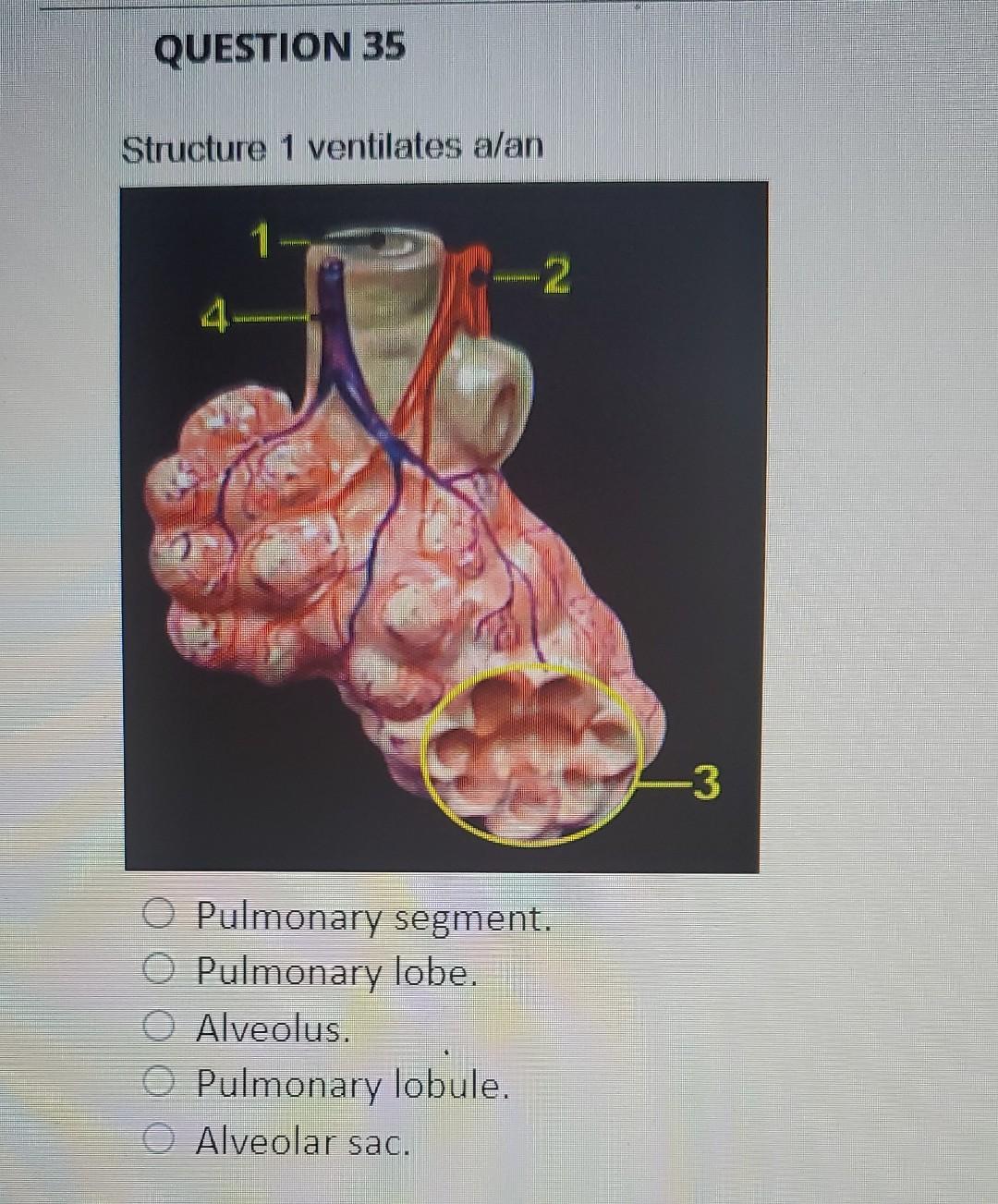 Question 35 Structure 1 Ventilates A An 4 1 2 Pulmonary Segment O Pulmonary Lobe O Alveolus Pulmonary Lobule O Alveo 1