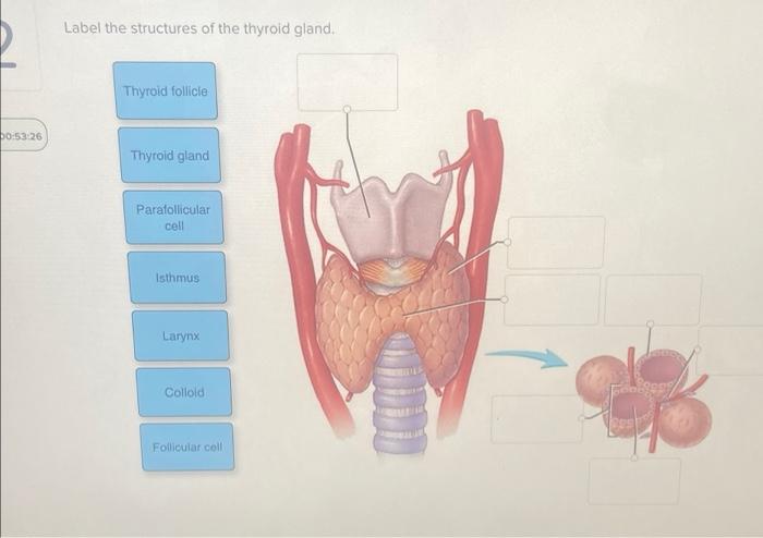 00 53 26 Label The Structures Of The Thyroid Gland Thyroid Follicle Thyroid Gland Parafollicular Cell Isthmus Larynx Co 1