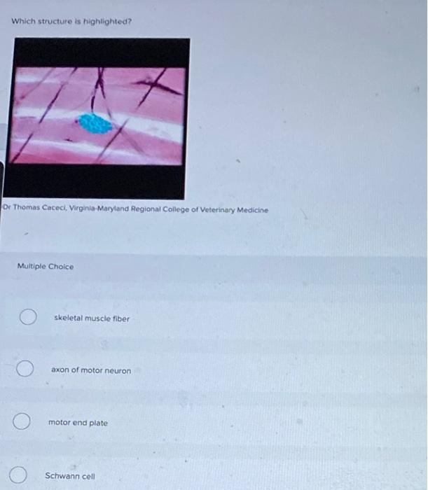 Which Is The Corect Answer For All Questions Below 2