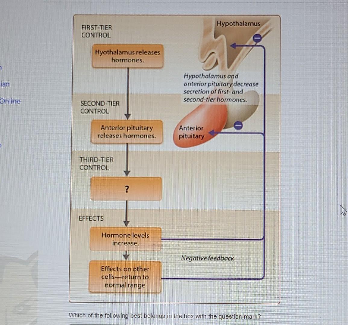 Lan Online First Tier Control Hyothalamus Releases Hormones Second Tier Control Anterior Pituitary Releases Hormones T 1