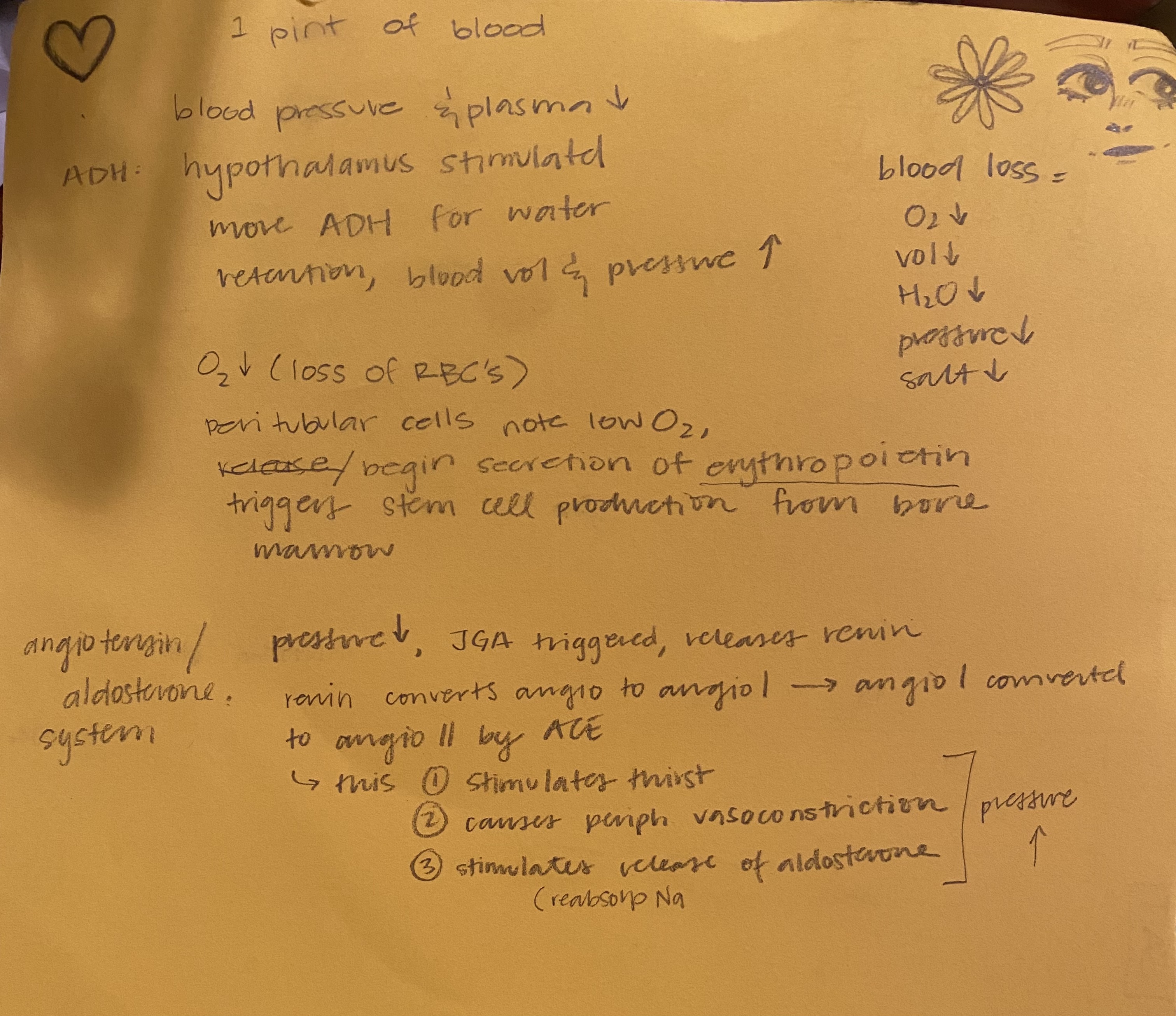 Create A Numbered Labeled Flowchart For Each Of The Two Scenarios Described Below 1 Response After Donating 1 Pint Of 1