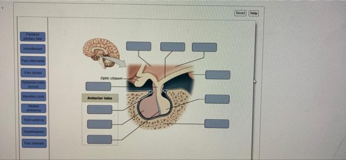 Postu Putary Tube Infundibulum Pars Intermede Pars Disa Sphead Ta Tucical Manitary Body Madan Thand Ventrice Hypothalamu 1