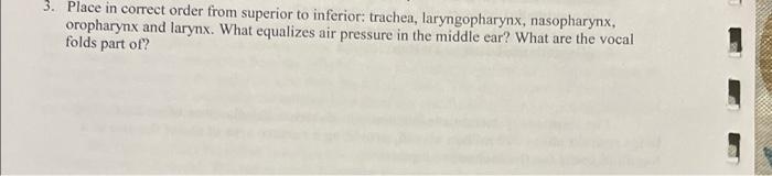3 Place In Correct Order From Superior To Inferior Trachea Laryngopharynx Nasopharynx Oropharynx And Larynx What E 1