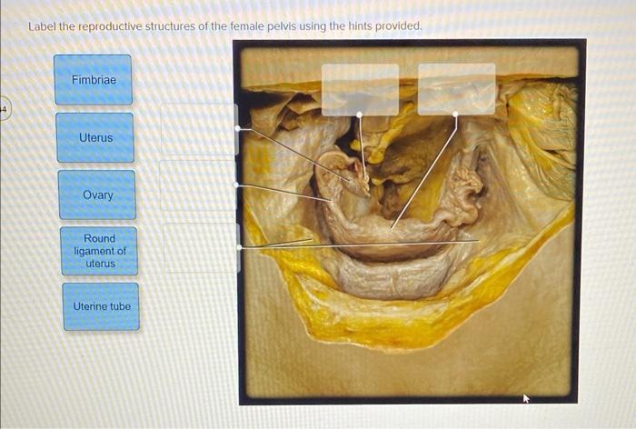 4 Label The Reproductive Structures Of The Female Pelvis Using The Hints Provided Fimbriae Uterus Ovary Round Ligament 1