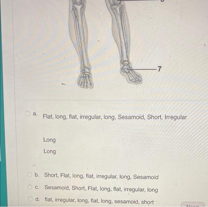A 7 Flat Long Flat Irregular Long Sesamoid Short Irregular Long Long O B Short Flat Long Flat Irregular L 1