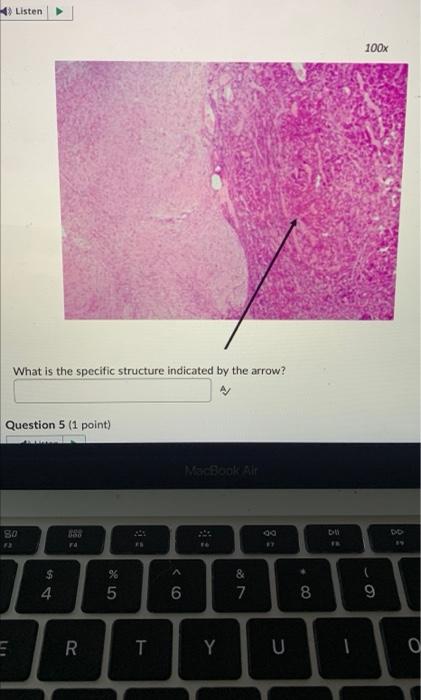 102201 Human Left 0 56 01 Question 6 2 Points 4 Listen Question 7 2 Points 80 E D This Slide Is Made From Which Orga 3