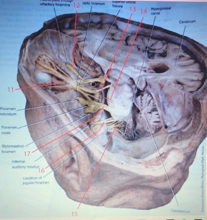11 Foramen Rotundum Foramen Ovale Stylomastoid Foramen 171 Internal Auditory Meatus Offactory Foramina 12 Optic Foramen 1