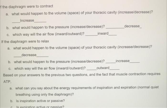 F The Diaphragm Were To Contract A What Would Happen To The Volume Space Of Your Thoracic Cavity Increase Decrease 1