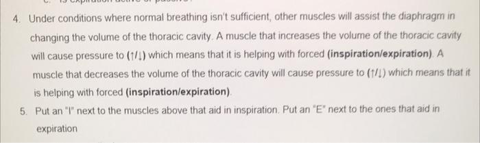 4 Under Conditions Where Normal Breathing Isn T Sufficient Other Muscles Will Assist The Diaphragm In Changing The Vol 1