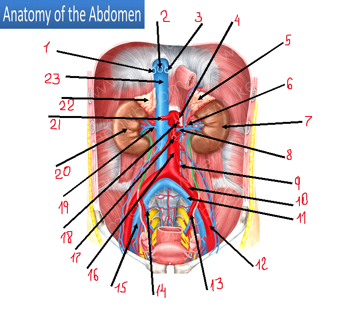 Anatomy Of The Abdomen 2 23 22 21 20 19 18 16 15 3 13 4 12 5 7 9 10 11 1