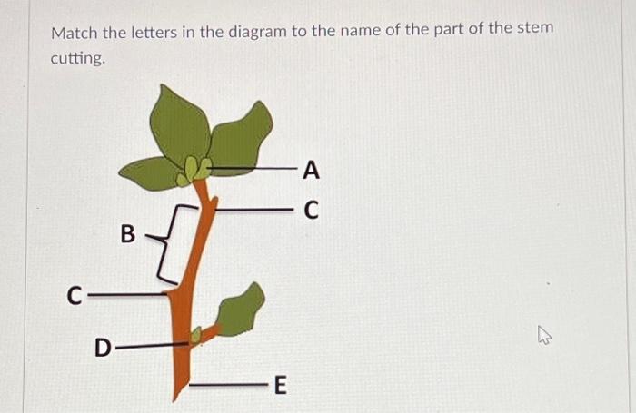 Match The Letters In The Diagram To The Name Of The Part Of The Stem Cutting C D B E A C W Choose Internode Termin 1