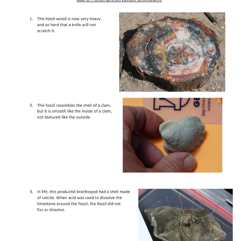 For Each Use Your Observations And The Clues Provided To Identify The Mode Of Preservation For Each Fossil Write Down 1