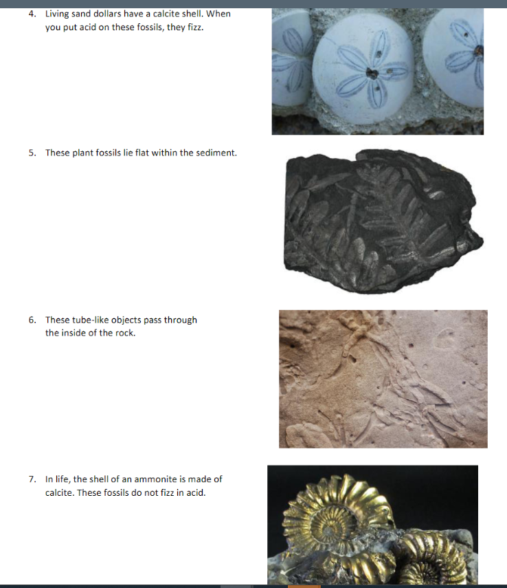 4 Living Sand Dollars Have A Calcite Shell When You Put Acid On These Fossils They Fizz 5 These Plant Fossils Lie F 1