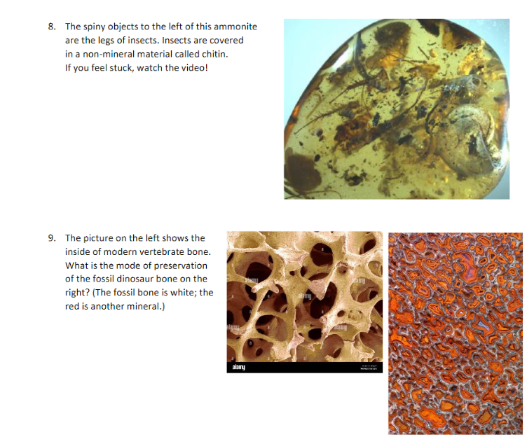 For Each Use Your Observations And The Clues Provided To Identify The Mode Of Preservation For Each Fossil Write Down 1