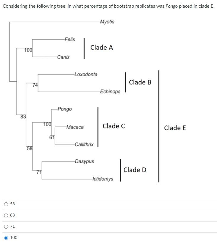 Considering The Following Tree In What Percentage Of Bootstrap Replicates Was Pongo Placed In Clade E O 58 O 83 O 71 1 1