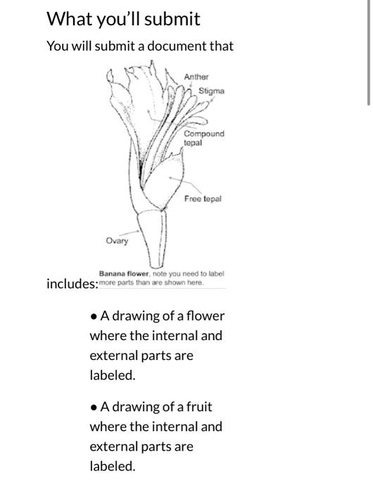 What You Ll Submit You Will Submit A Document That Ovary Anther Stigma Compound Tepal Free Tepal Banana Flower Note You 1