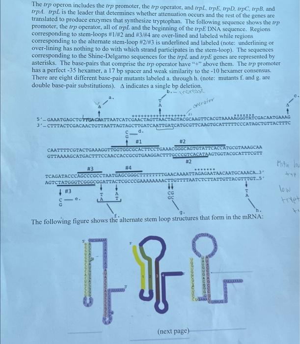 The Trp Operon Includes The Trp Promoter The Trp Operator And Trpl Trpe Trpd Trpc Trpb And Trpa Trpl Is The Lead 1