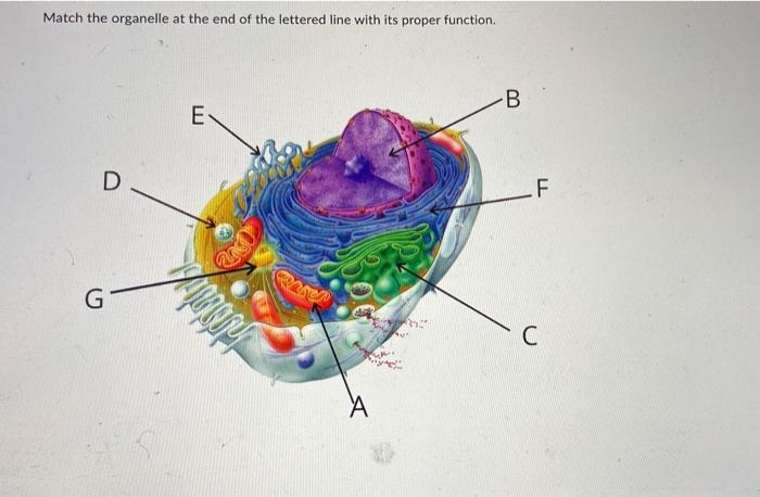 Match The Organelle At The End Of The Lettered Line With Its Proper Function D G E Probaly A B F C 1 V V Atp Product 1