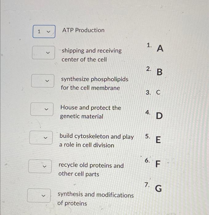 Match The Organelle At The End Of The Lettered Line With Its Proper Function D G E Probaly A B F C 1 V V Atp Product 2
