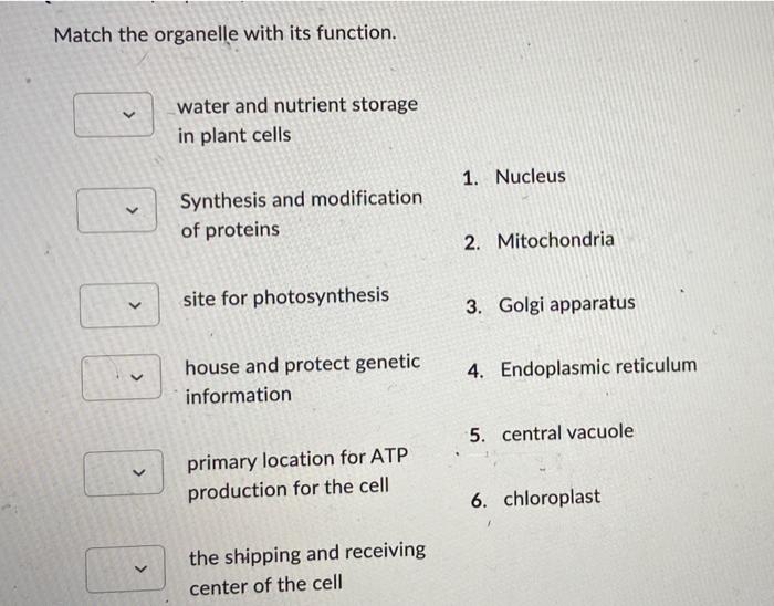 Match The Organelle With Its Function V V Water And Nutrient Storage In Plant Cells Synthesis And Modification Of P 1