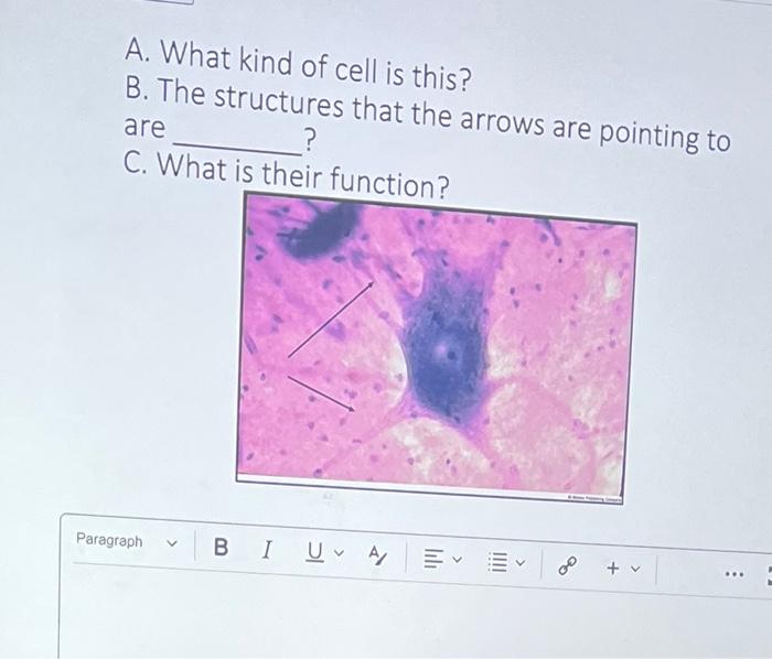 A What Kind Of Cell Is This B The Structures That The Arrows Are Pointing To Are C What Is Their Function Paragra 1