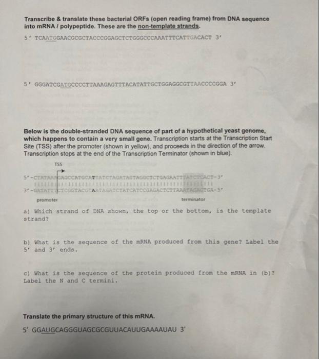 Transcribe Translate These Bacterial Orfs Open Reading Frame From Dna Sequence Into Mrna Polypeptide These Are Th 1