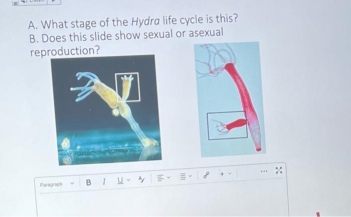 A What Stage Of The Hydra Life Cycle Is This B Does This Slide Show Sexual Or Asexual Reproduction Paragraph Ni B I 1