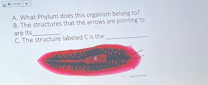 A What Stage Of The Hydra Life Cycle Is This B Does This Slide Show Sexual Or Asexual Reproduction Paragraph Ni B I 2