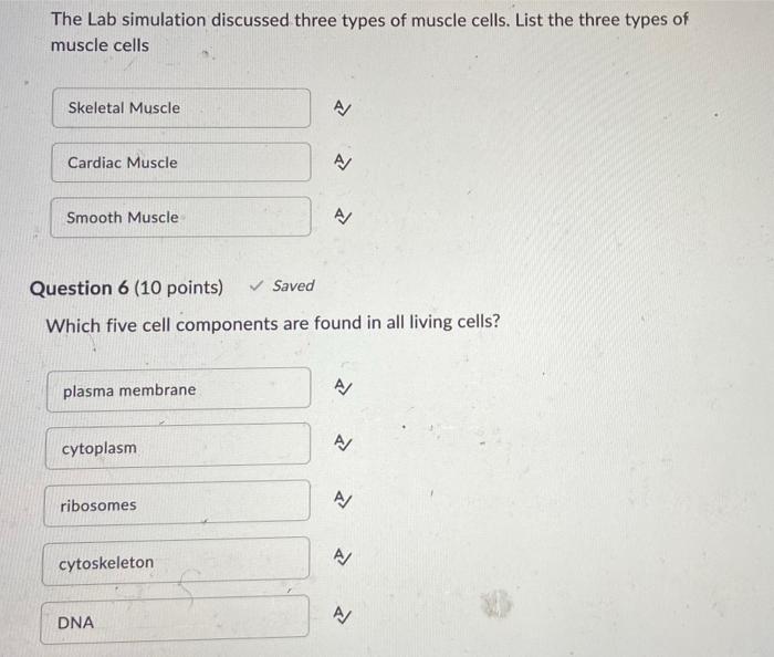 The Lab Simulation Discussed Three Types Of Muscle Cells List The Three Types Of Muscle Cells Skeletal Muscle Cardiac M 1