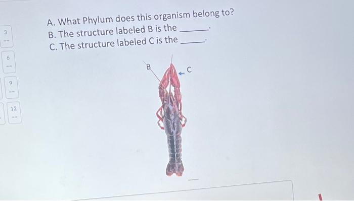 3 6 12 A What Phylum Does This Organism Belong To B The Structure Labeled B Is The C The Structure Labeled C Is The 1