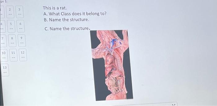 3 6 12 A What Phylum Does This Organism Belong To B The Structure Labeled B Is The C The Structure Labeled C Is The 2