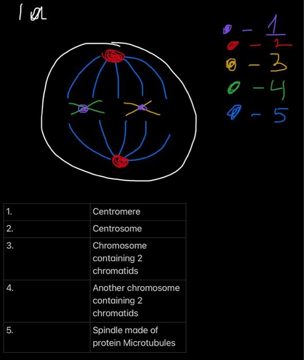 Hello It S Not My Homework Or Anything Related To School I M Trying To Learn Biology By Myself And Struggling With Cel 1