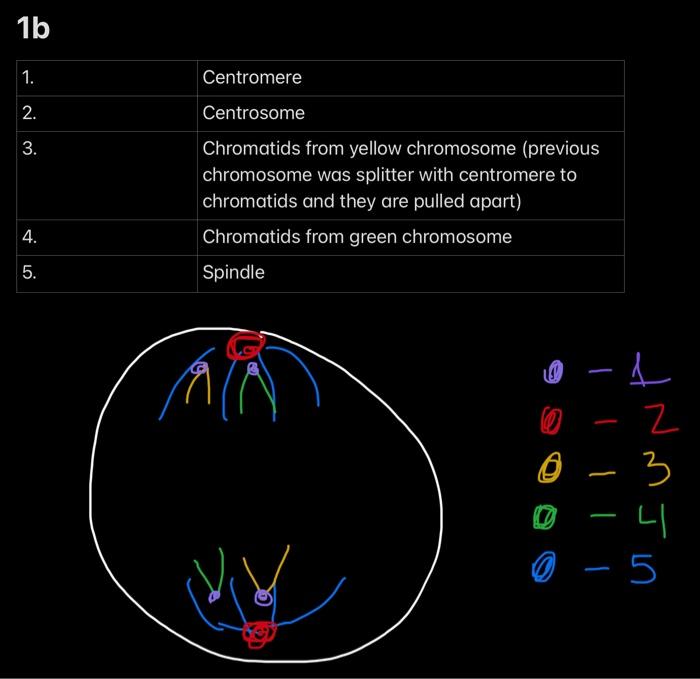 Hello It S Not My Homework Or Anything Related To School I M Trying To Learn Biology By Myself And Struggling With Cel 2