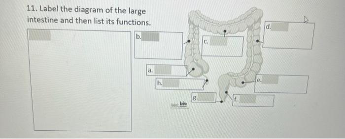 11 Label The Diagram Of The Large Intestine And Then List Its Functions B A H Bio D 8 The Small Intestine Has 3 1