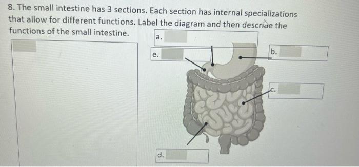 11 Label The Diagram Of The Large Intestine And Then List Its Functions B A H Bio D 8 The Small Intestine Has 3 2