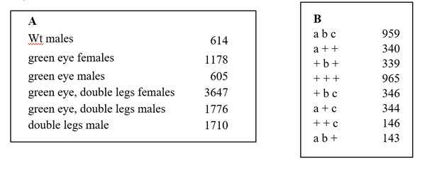 A Wt Males Green Eye Females Green Eye Males Green Eye Double Legs Females Green Eye Double Legs Males Double Legs Mal 1