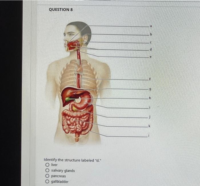 Question 6 Identify The Structure Labeled A Muscularis Externa O Submucosa O Serosa Mucosa Marta Question 7 A Identif 3