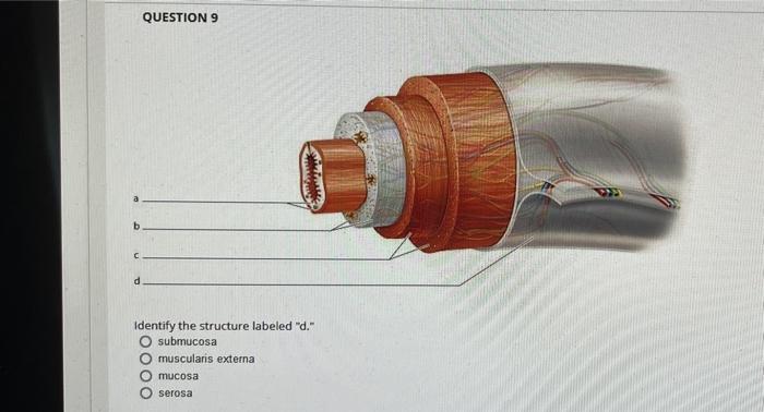 Question 6 Identify The Structure Labeled A Muscularis Externa O Submucosa O Serosa Mucosa Marta Question 7 A Identif 4