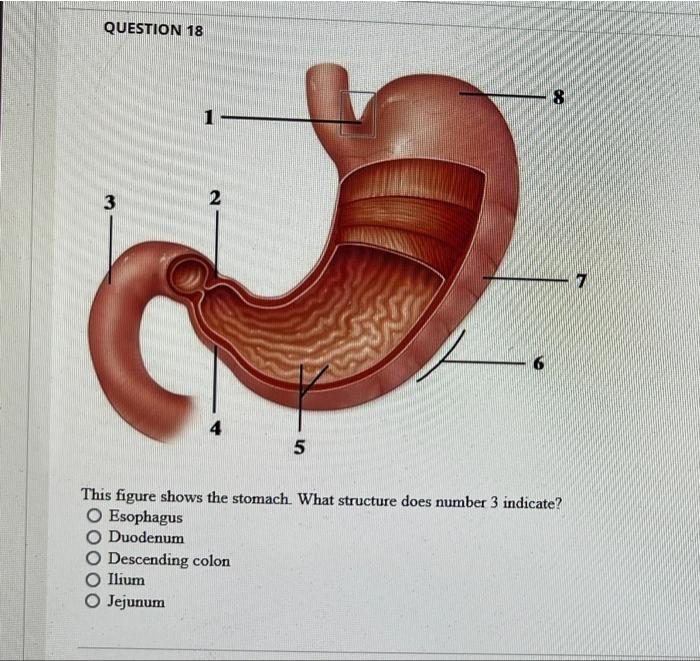 Question 16 The Correct Sequence Of Layers In The Wall Of The Alimentary Canal From Internal To External Is Mucosa Mu 2