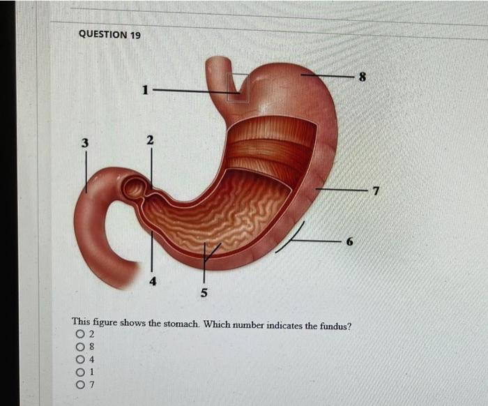 Question 16 The Correct Sequence Of Layers In The Wall Of The Alimentary Canal From Internal To External Is Mucosa Mu 3