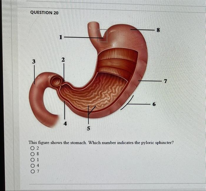 Question 16 The Correct Sequence Of Layers In The Wall Of The Alimentary Canal From Internal To External Is Mucosa Mu 4