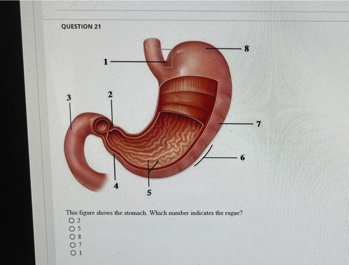 Question 21 3 100000 This Figure Shows The Stomach Which Number Indicates The Rugae 02 25771 1 8 5 8 7 Question 22 W 1