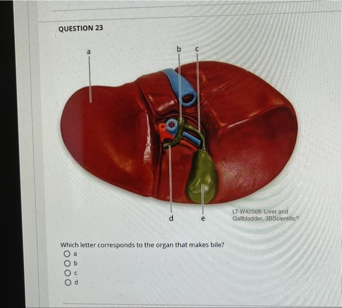 Question 21 3 100000 This Figure Shows The Stomach Which Number Indicates The Rugae 02 25771 1 8 5 8 7 Question 22 W 3