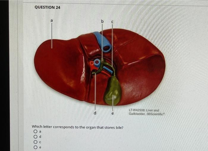 Question 21 3 100000 This Figure Shows The Stomach Which Number Indicates The Rugae 02 25771 1 8 5 8 7 Question 22 W 4